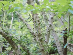 -羚羊峡古栈道森林公园