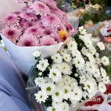 鲜花世界女孩的世界