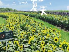-花开海上生态园
