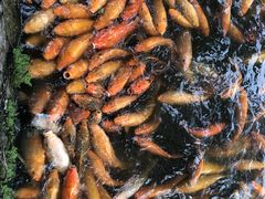 -谢怀亮芝麻茶