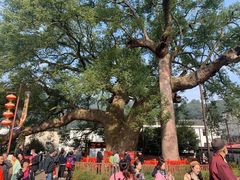 -新安江山水画廊风景区