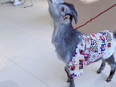 -怪兽屋·羊驼·猫咖·狗咖(俊华广场店)