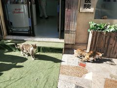 -特一安24小时宠物医院·骨科·中兽医