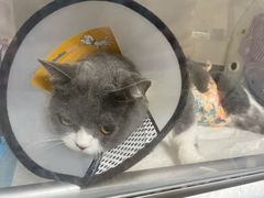 -中农大我爱我爱24h动物医院·中医针灸·猫专科·骨科医疗中心(双井店)