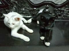 -严国平动物医院(德政总院)