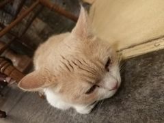 -猫色咖啡·猫咖