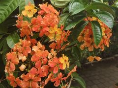 -槟城植物园