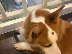 -柯斗斗主题餐厅·狗咖·围炉煮茶·茶饮(国瑞升平里店)