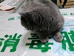 -瑞派宠物医院·24h·骨外科·皮肤科·全科宠物医疗转诊中心(沈阳浑南院)
