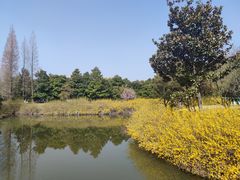 -上海滨江森林公园