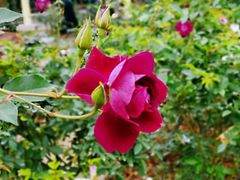 -人民公园(罗湖区)