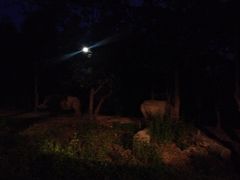 iphone_upload_pic-清迈夜间动物园