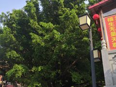 -神光山国家森林公园