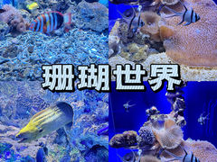 -大连圣亚海洋世界