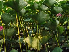 -长春市南湖公园