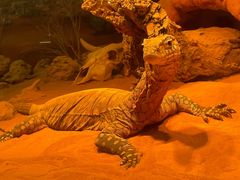 -费瑟代尔野生动物园