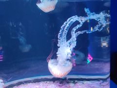 -欢乐海岸海洋奇梦馆