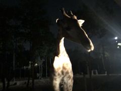 -清迈夜间动物园