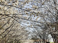 -高东镇樱花园