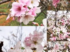 -天适樱花悠乐园