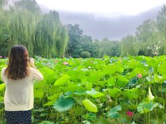 -莲湖公园