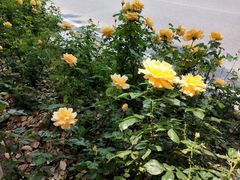 -杨高南路(地铁站)