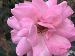 -松山湖梦幻百花洲