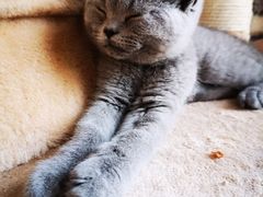 -猫的茶·猫咖