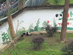 -中国大熊猫保护研究中心雅安碧峰峡基地