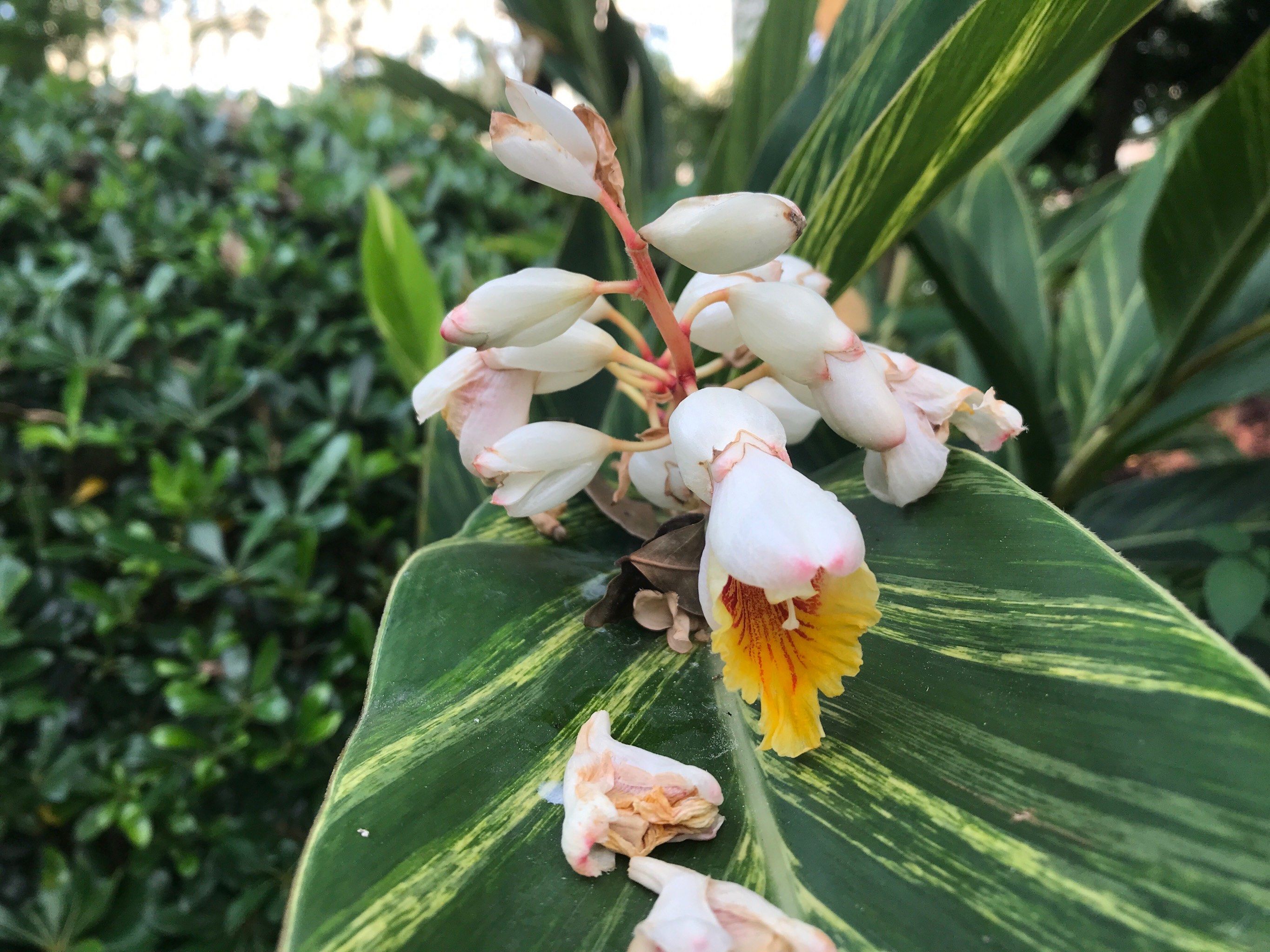 "娉娉袅袅十三余,豆蔻梢头二月初"说的是它