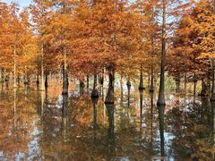 -白鹭湾湿地公园