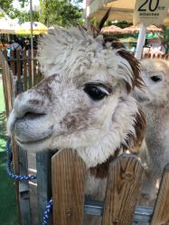 -萌宠亲子动物乐园(槐房万达店)