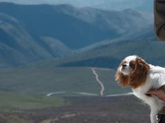 -萌宠之家·腊肠犬·马尔泰·小体犬舍