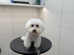 -帕帕拉兹宠物(亚洲旗舰店)