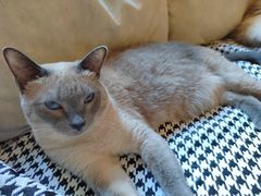 -滚猫咖啡·猫咖·猫友好撸猫(未来城店)