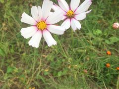 -田园东方蜜桃村的田野营地