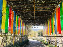 -天适樱花悠乐园