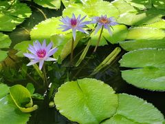 -国家植物园南园