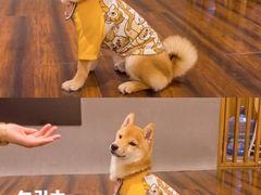 -豆柴町-柴犬主题狗咖(红鼎国际C座店)