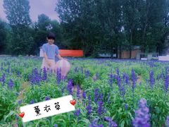 -紫海香堤香草艺术庄园