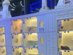 -小猫来了·猫舍(红山六九七九店)