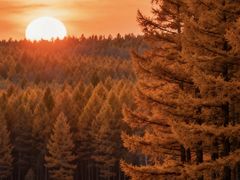 -塞罕坝国家级自然保护区