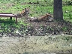 -西安秦岭野生动物园