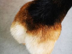 -汪说·狗咖(旺城大厦店)