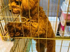 -悠尼宠物·独立低压伊珊娜洗护·美容·寄养(兰谷路店)