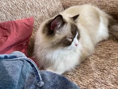 -藏猫猫咖啡主题馆(中央大道店)