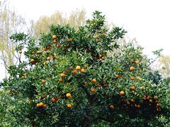 -昆山城市生态森林公园