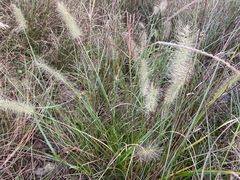 -春花秋色城市公园