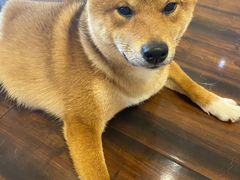 -豆柴町-柴犬主题狗咖(红鼎国际C座店)
