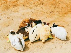 -前小桔亲子创意农场·草莓采摘·露营烧烤